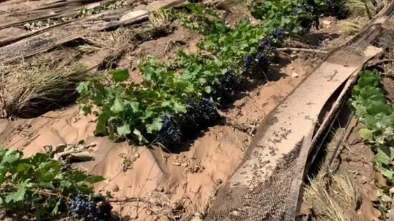 Los daños más severos en cultivos en los últimos 20 años, según los productores