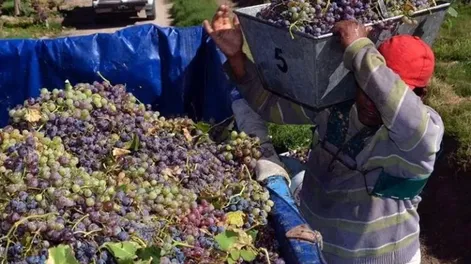 Arrancó la vendimia 2024 en San Juan y esperan más volumen