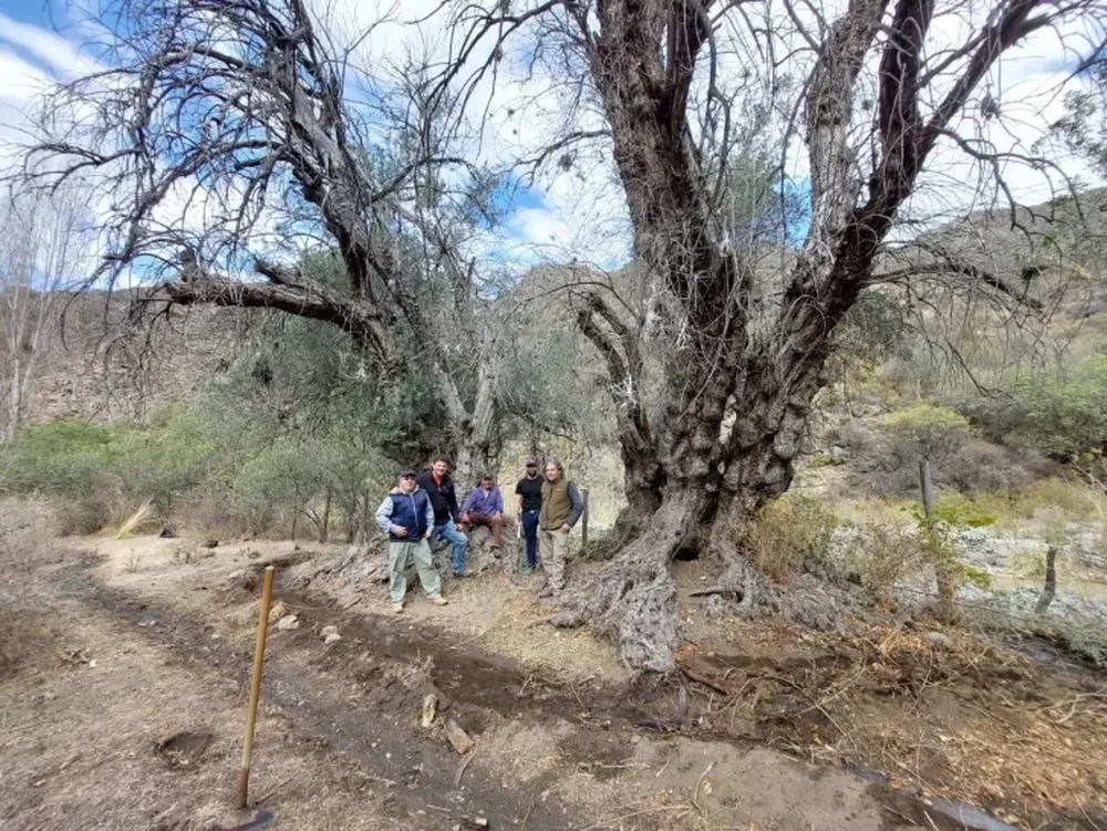 Los olivos más viejos de San Juan están en Valle Fértil