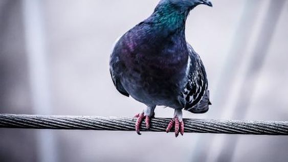 [VIDEO] Dos palomas “asesinaron” a otra al empujarla a las vías del tren