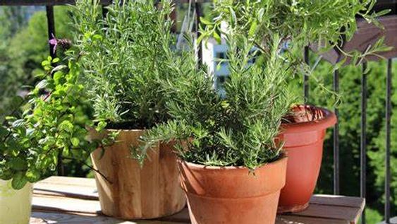 Las hierbas aromáticas que podemos plantar fácilmente en casa