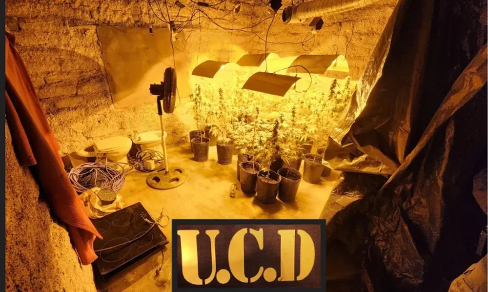 Investigaban un robo y encontraron un invernadero con 22 plantas de marihuana