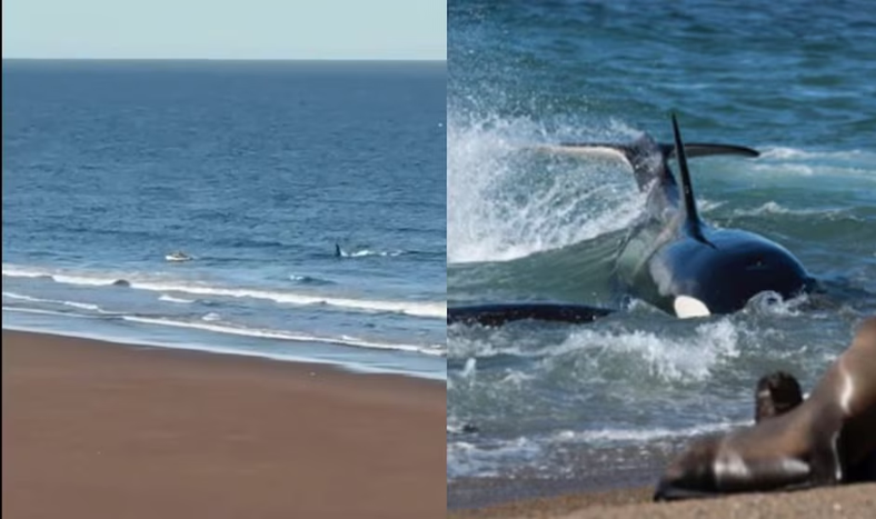 Pánico en Río Negro: una orca confundió a un kayakista con un lobo marino y lo persiguió hasta la orilla