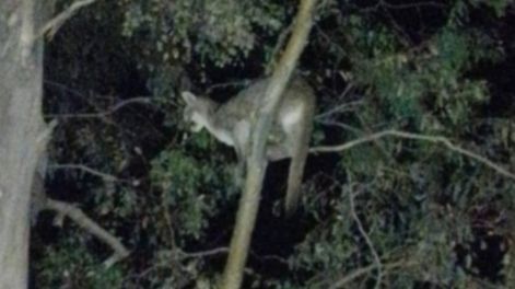 Alarma, enojo y un video indignante en Jáchal por pumas sueltos: aseguran que usaron perros para atacar a un felino