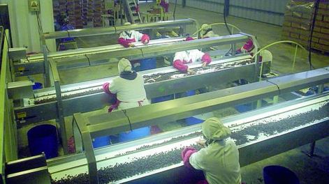 7 empresas instalaron ya el soft para la pasa de uva