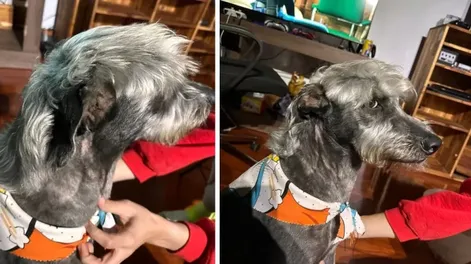 Pidió para su perro el corte de pelo de “Peso Pluma” y sorprendió con el resultado