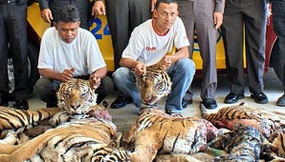 Al menos diez tigres fueron sacrificados por “diversión”