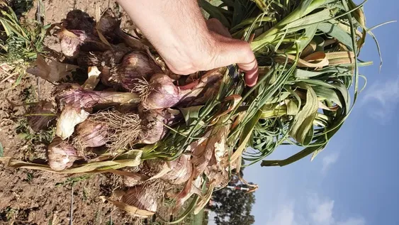Los productores de uva de mesa prefieren el mercado interno