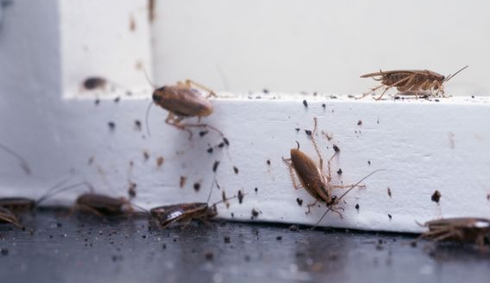 Los mejores trucos para eliminar las cucarachas de tu hogar