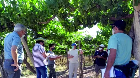 Taller de ampelografía para diferenciar variedades de vid