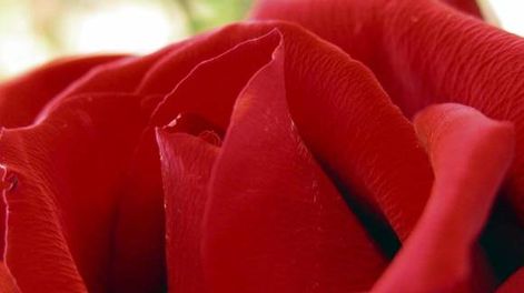 La Rosa símbolo del amor y la belleza
