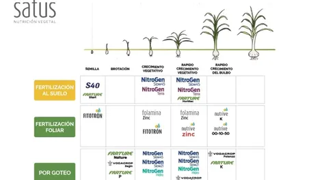 Planes de fertilización para cultivos de ajos y cebollas