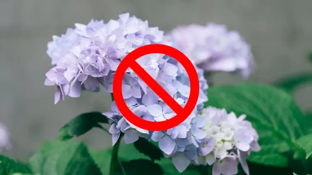 Decile chau a las hortensias: las 3 opciones para reemplazarlas que son más fáciles de mantener y estéticas