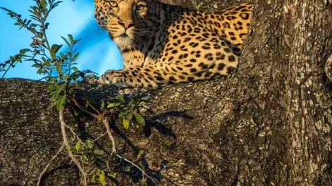 Insólito: un leopardo se subió a un árbol para escapar de un perro