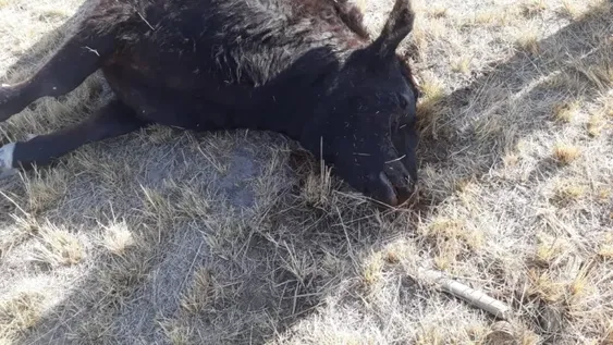 [FOTOS] Matan vacas y las dejan tiradas, ¿qué buscaban?