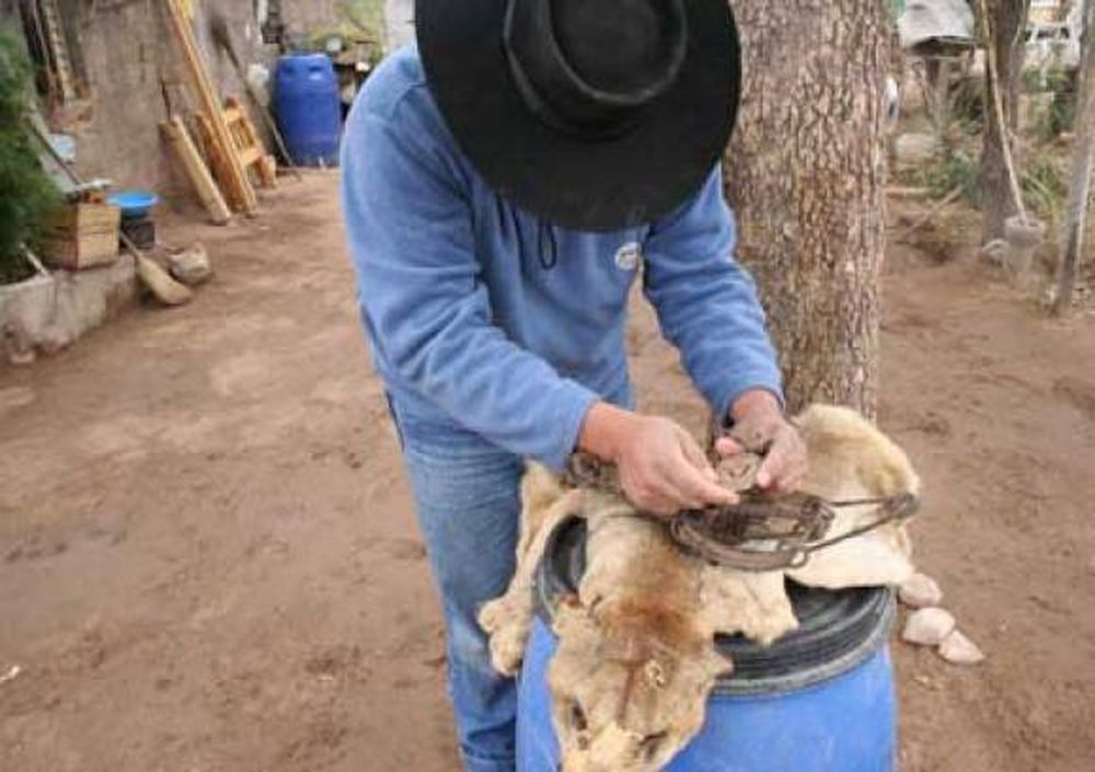 Estudiarán si permiten la cacería de los pumas