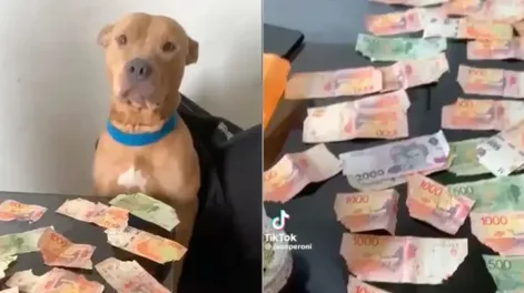 Dejó solo a su perro y lo encontró con $30 mil en billetes rotos: la insólita reacción de la mascota