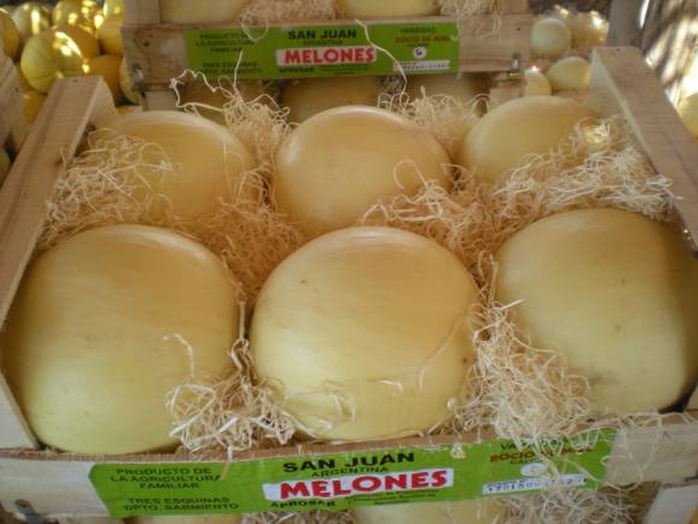 Ya se ven en las góndolas los primeros melones sanjuaninos