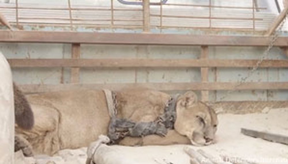 Conmovedor rescate de un puma que fue liberado de un circo