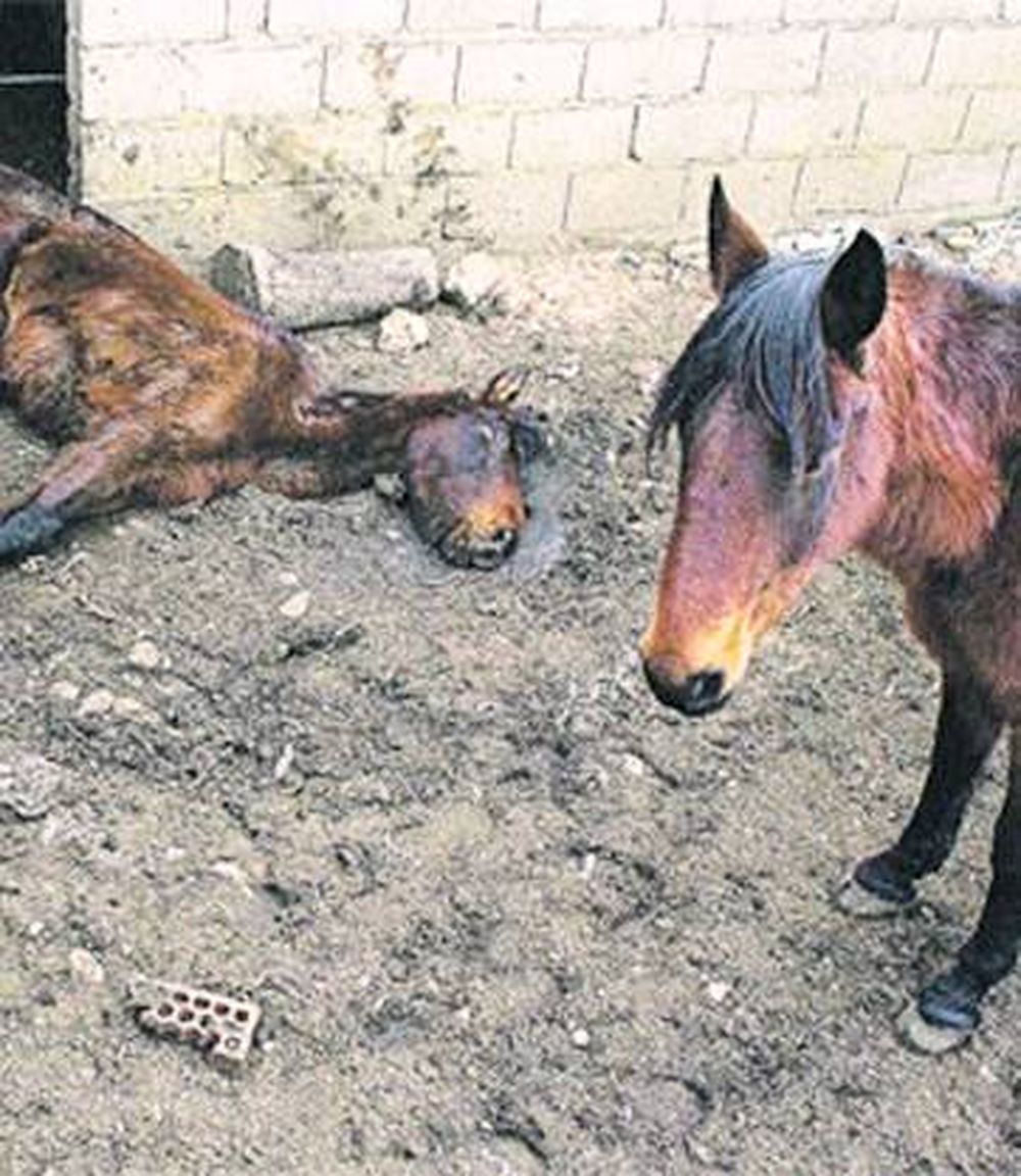 Alarma por un virus muy contagioso que mata a los caballos