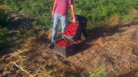 Comenzó la cosecha de pimiento para pimentón en Valle Fértil
