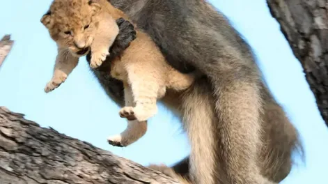 Un mono salvó a un león que se estaba por caer de un árbol y la foto dio la vuelta al mundo