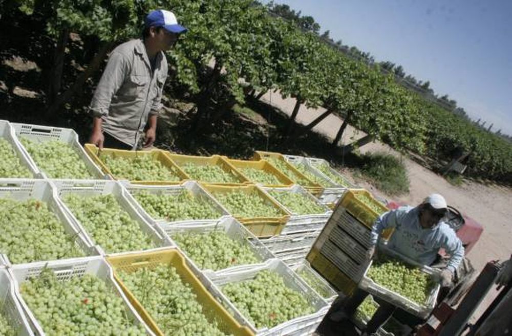 Cosechadores sin trabajo cobrarán a partir de enero