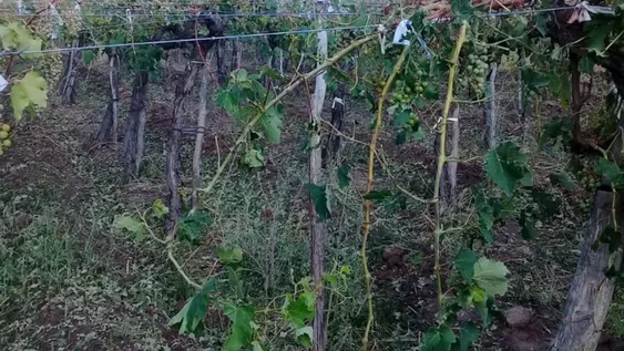 El 2% de viñedos en 7 departamentos tuvo daños por el clima esta temporada