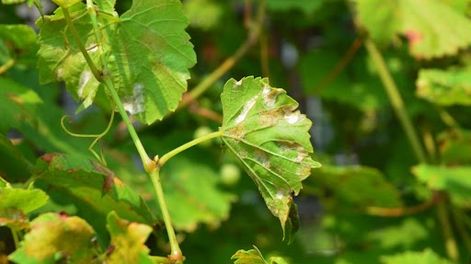 Agricultura emitió un protocolo de acción contra la peronóspora en época de alta humedad