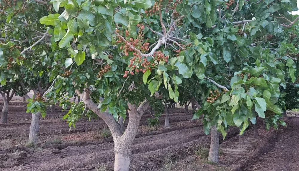 Acelerado. La demanda creció, pero la oferta no se puede adaptar tan rápido: los árboles nuevos tardan al menos 7 años en alcanzar su productividad.