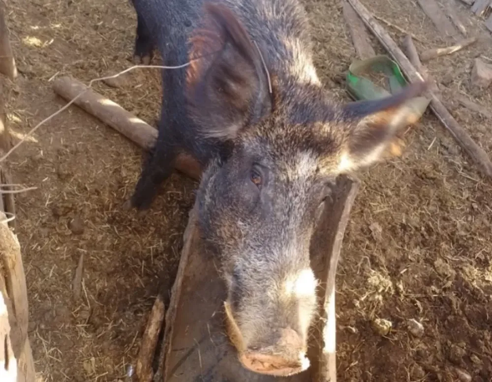 En Cochagual entregaron un jabalí que estaba en una casa luego de enterarse de su peligrosidad