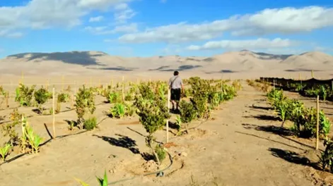 CULTIVOS EN LA ALTURA del desierto de Atacama, en Chile, una muestra de la persitencia del hombre por obtener alimentos en condiciones adversas.