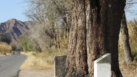 Por falta de cuidados, un algarrobo histórico murió y otro corre peligro