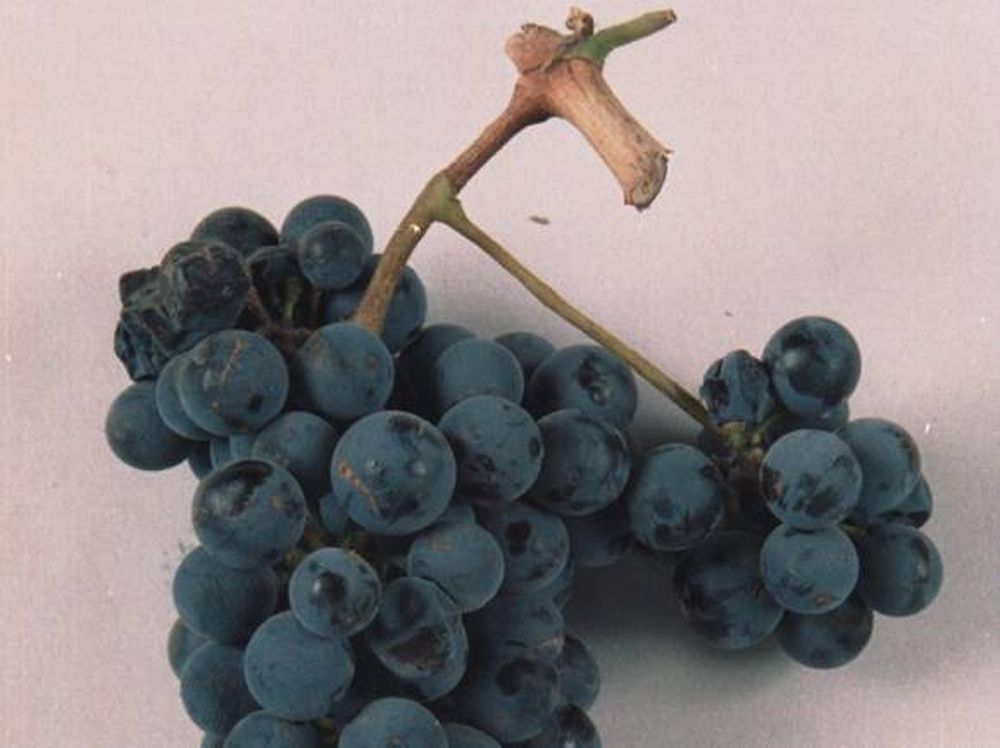 Malbec argentino, el mejor