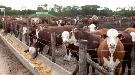 Pérdidas en los feedlots argentos