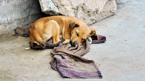 Los perros de la calle merecen tener atención