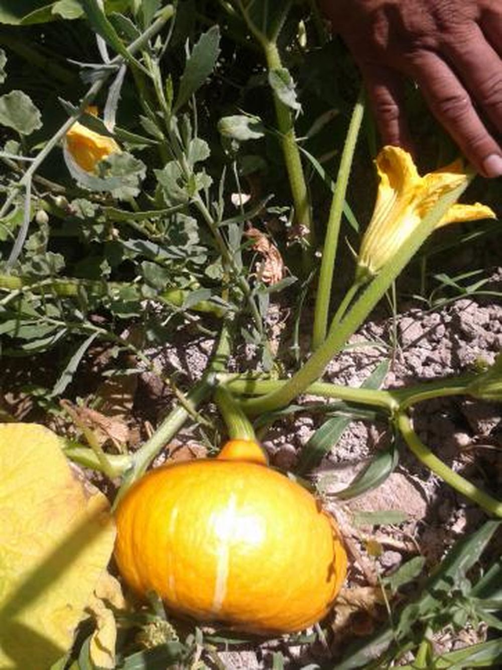 Se suman las semillas orgánicas a la gran canasta de productos