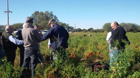 “En el pimentón hay que apostar a los varietales diferenciados”