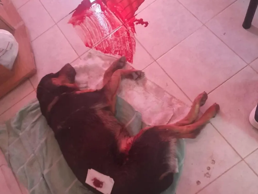 Conmoción en un barrio de Rawson por un vecino que mató a un perro de un tiro