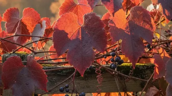 La planta que refresca tu casa como un aire acondicionado natural