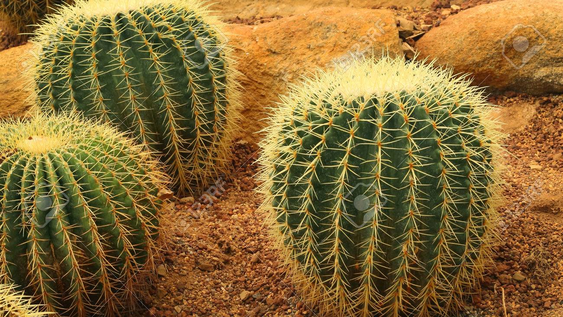 Cactus del desierto de Atacama: ventajas y desventajas de integrar especies extremófilas en tu jardín