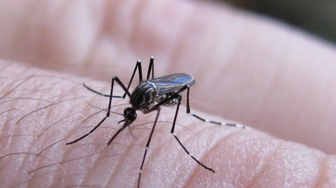 Se confirmaron nuevos casos de dengue y chikungunya.