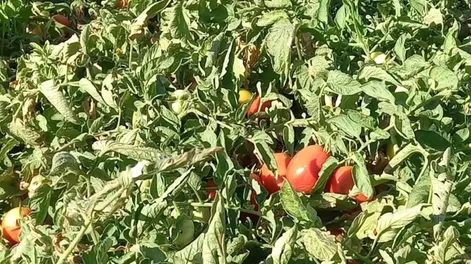 Evalúan distintos fertilizantes en tomates para agroindustria