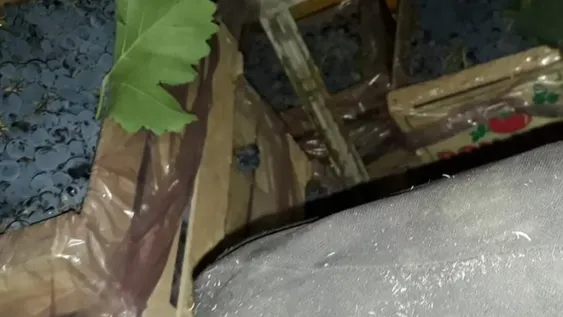 Dos detenidos por robar uva