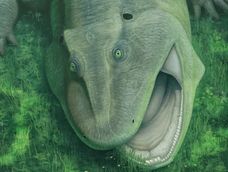 descubren en brasil un fosil prehistorico con una extrana mandibula torcida descubren en brasil un fosil prehistorico con una extrana mandibula torcida