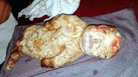 Impresionante: nació un cabrito con cara de bebé