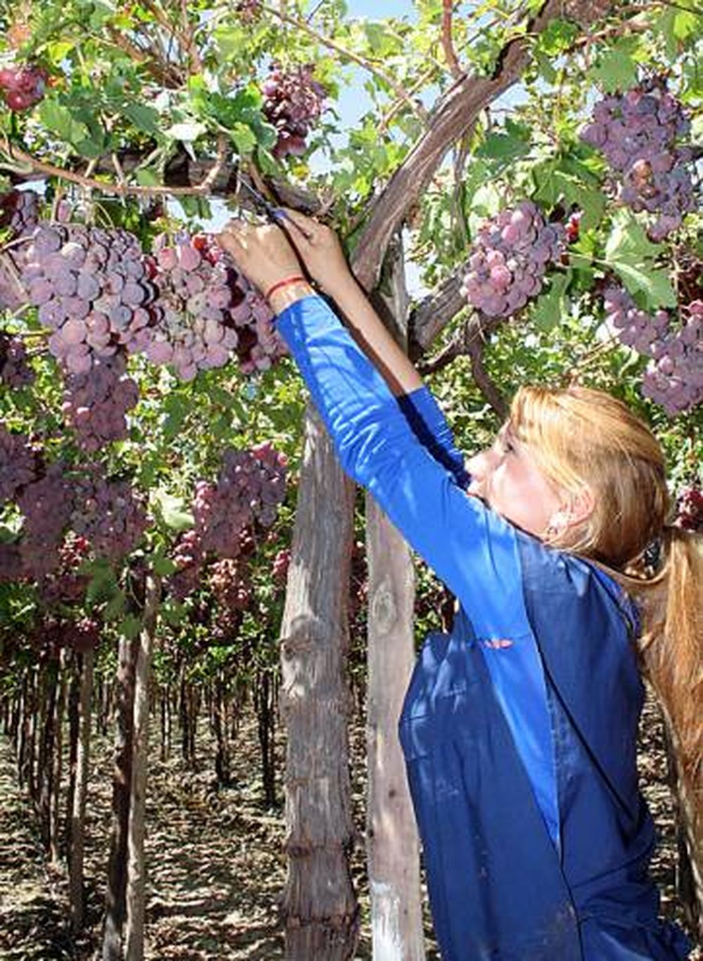 Cosecha lenta, pero buena en cantidad y calidad