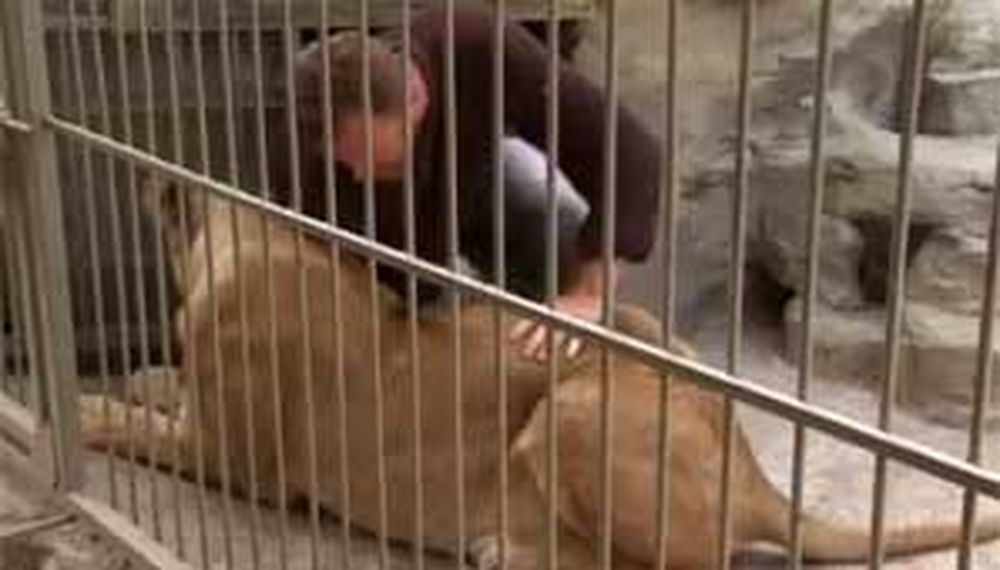 Vivir con leones