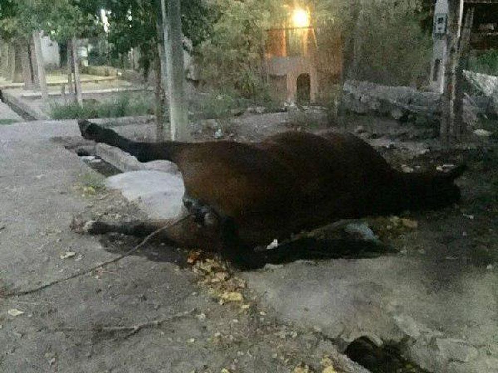 Revuelo en Caucete por un caballo en descomposición que arrojaron sobre una vereda
