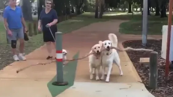 Dos perros con una gran rama protagonizaron un video que se volvió viral